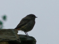 Phoenicurus ochruros gibraltariensis