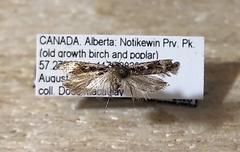 Gelechia dromicella