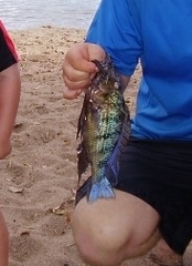 Fossorochromis rostratus