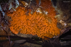Endectyon hispitumulus