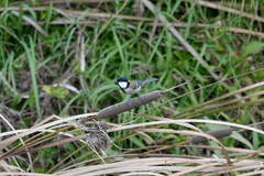 Parus minor