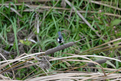 Parus minor