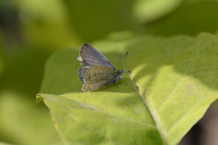 Pseudozizeeria maha