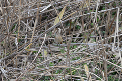 Phoenicurus auroreus