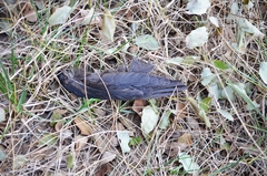 Streptopelia chinensis