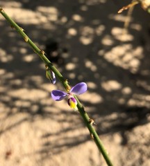 Comesperma scoparium