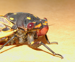 Macrotristria angularis