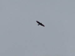 Buteo buteo buteo