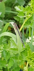 Xanthocnemis tuanuii