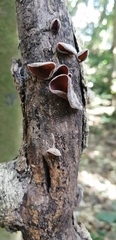 Auricularia nigricans