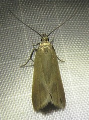 Acompsia cinerella