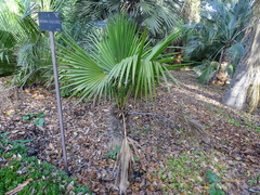 Trithrinax brasiliensis