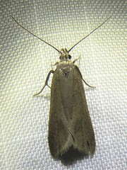 Acompsia cinerella