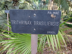 Trithrinax brasiliensis