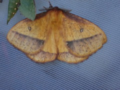 Decachorda aspersa