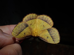 Decachorda aspersa
