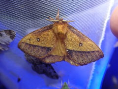 Decachorda aspersa