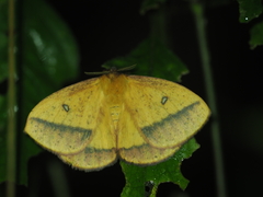 Decachorda aspersa