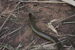 Afrotyphlops mucruso