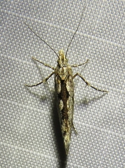 Ypsolopha vittella