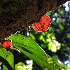 Auricularia nigricans