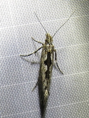 Ypsolopha vittella