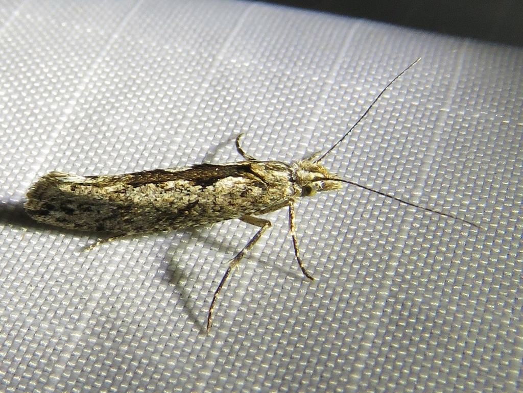 Elm Smudge
