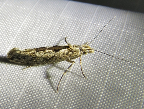 Ypsolopha vittella (Linnaeus, 1758)