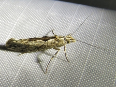 Ypsolopha vittella
