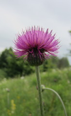 Cirsium pannonicum