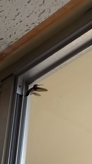 Caprimulgiformes