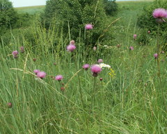 Cirsium pannonicum