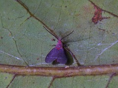 Drosicha