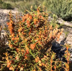 Gyrostemon australasicus