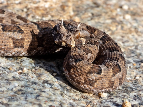 Photo of a Many-horned Adder (Bitis cornuta)