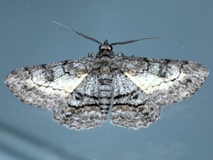 Cleora displicata