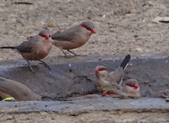 Estrilda troglodytes