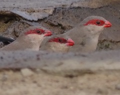 Estrilda troglodytes