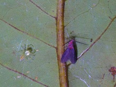 Drosicha