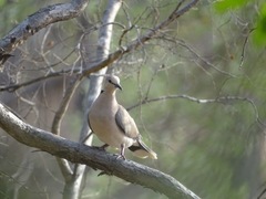 Streptopelia vinacea
