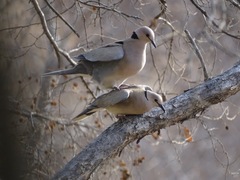 Streptopelia vinacea