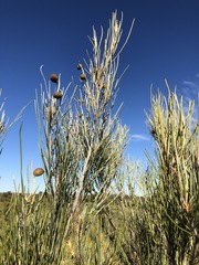 Grevillea pterosperma