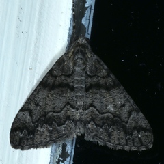 Lipogya exprimataria