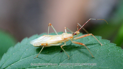 Epidaus tuberosus