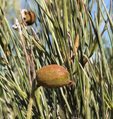 Grevillea pterosperma