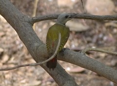 Chloropicus goertae