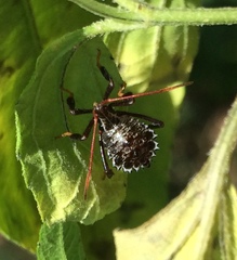 Acanthocephala femorata