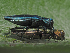 Agrilus viridis
