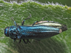 Agrilus viridis