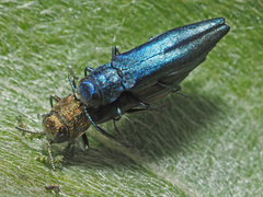 Agrilus viridis